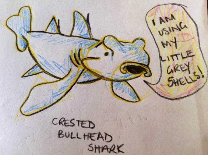 crested bullhead